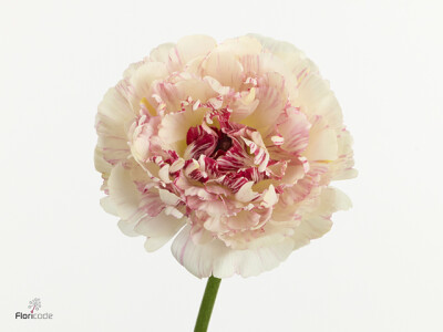 Ranunculus asiaticus Brushmark Cesar