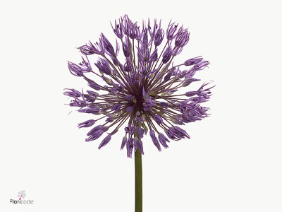 Allium 'Powder Puff'