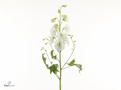 Delphinium dubbelbloemig (Elatum Grp) 'Centurion White 2.0'