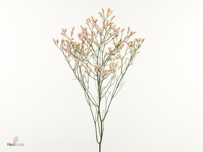 Limonium sinense Inca Diamond