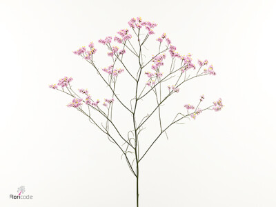 Limonium sinense Naomi Diamond