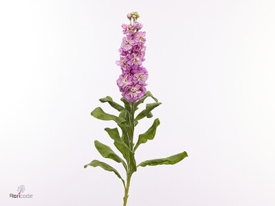 Matthiola incana Milla Pink