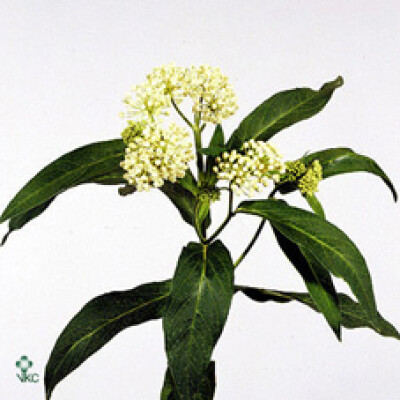 Asclepias incarnata 'White Superior'