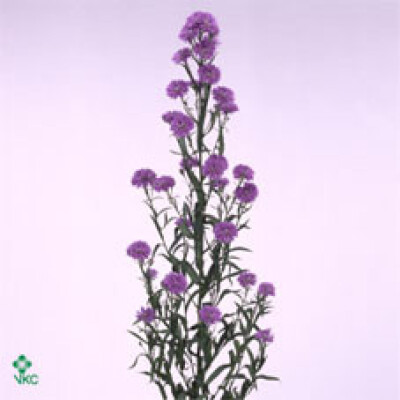 Aster Astee Dark Milka