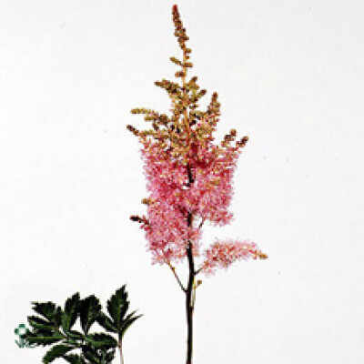 Astilbe (Arendsii Grp) 'Gloria'