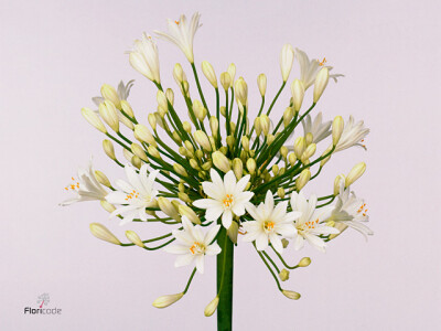Agapanthus (Funnel Grp) 'White Heaven'