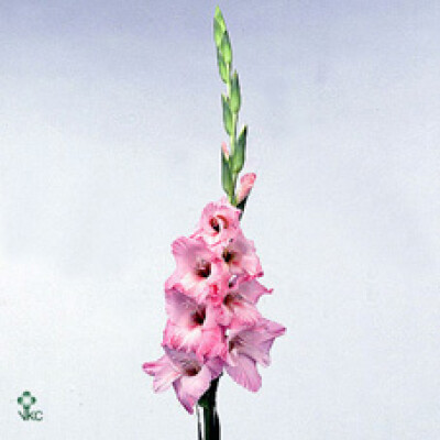 Gladiolus (Large-flowered Grp) 'Ben Venuto'