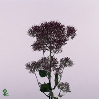 Trachelium caeruleum Wine Lake Michigan