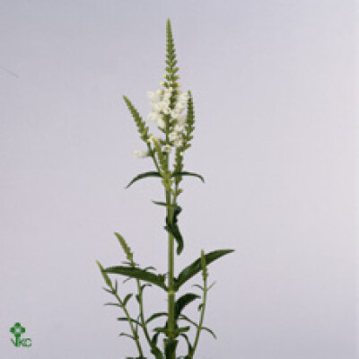 Physostegia virginiana 'White Discovery'