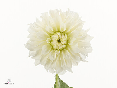 Dahlia (Decorative Grp) 'Glossy Florentine'