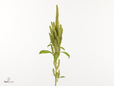 Amaranthus cruentus Dick W Green Flame