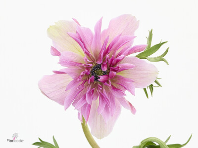 Anemone coronaria 'Fullstar Lilac'