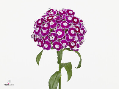 Dianthus barbatus Horus Breanthus