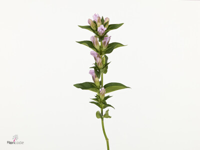 Gentiana 'Purple Pink Ashiro'