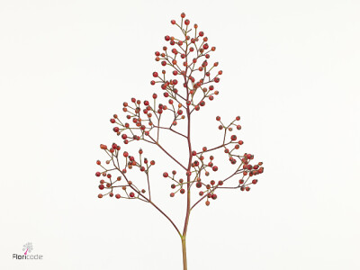 Rosa 'Donkhorst Sunrise'