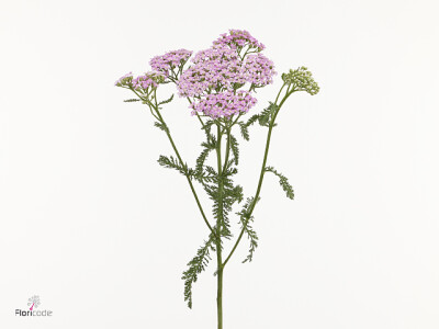 Achillea millefolium 'Anna'