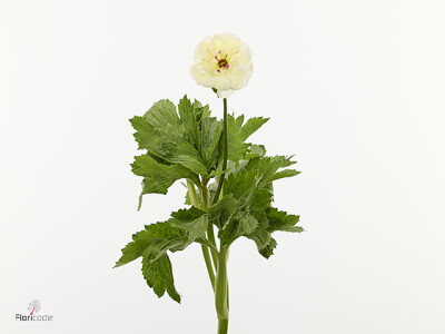Ranunculus Natura Moderna Prisma