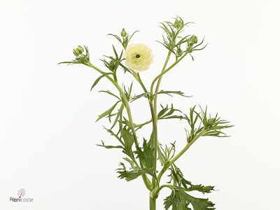 Ranunculus Natura Moderna Murano