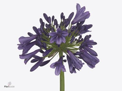 Agapanthus (Funnel Grp) Poppin' Purple