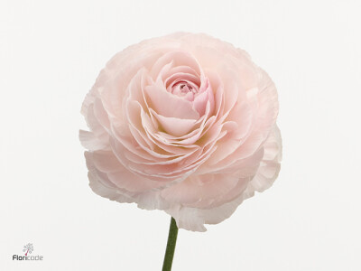 Ranunculus asiaticus Romance Ferrand
