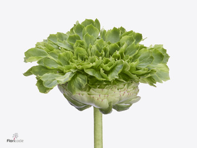 Ranunculus asiaticus Romance Crown Giverny