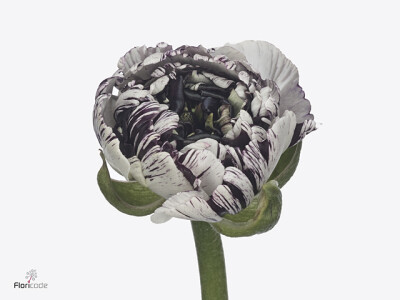 Ranunculus asiaticus Brushmark Estrada