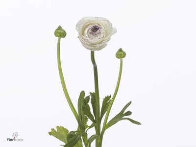 Ranunculus asiaticus 'Dolcevita White Stipes'