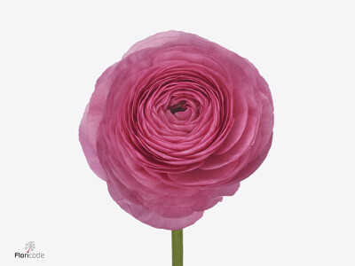 Ranunculus asiaticus Success Colorado