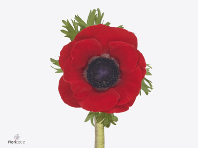 Anemone coronaria 'Mistral Plus Fuego'