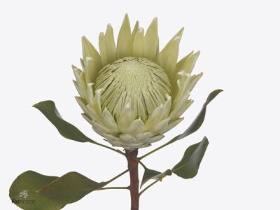 Protea cynaroides 'Sam's Sunshine'