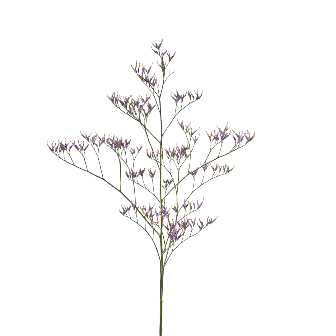 Koop Moluccella Laevis zaden | Klokken van Ierland | Flower Happiness