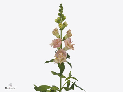 Antirrhinum majus 'Snapstar Champagne'