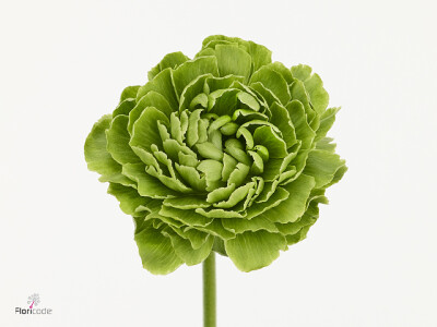 Ranunculus asiaticus Romance Fronsac