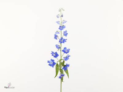 Delphinium (Elatum Grp) 'Orbit Azure Blue'
