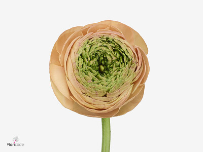 Ranunculus asiaticus 'Amandine Tango'