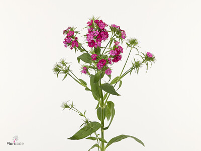 Dianthus barbatus Sweet Cherry