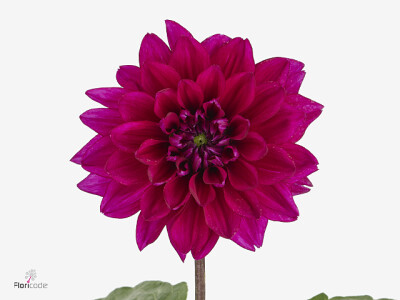 Dahlia (Decorative Grp) 'Fuchsia Charm'