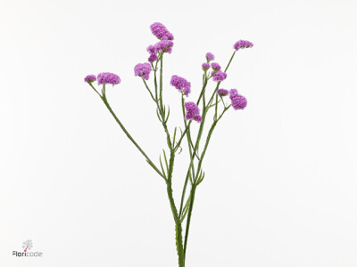 Limonium sinuatum 'Jet Rose'