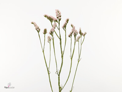 Limonium sinuatum 'Orange Lime'