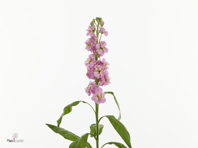 Matthiola incana Coselja Rose