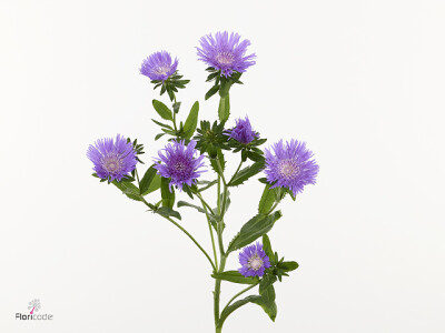 Stokesia laevi Amethyst