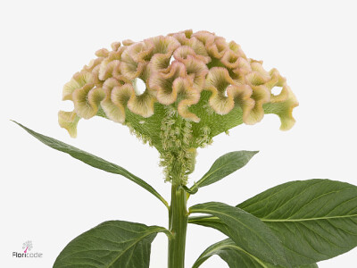 Celosia (Cristata Grp) 'Champagne'
