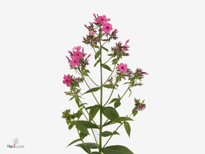 Phlox (Paniculata Grp) 'Gogo Coral Charm'