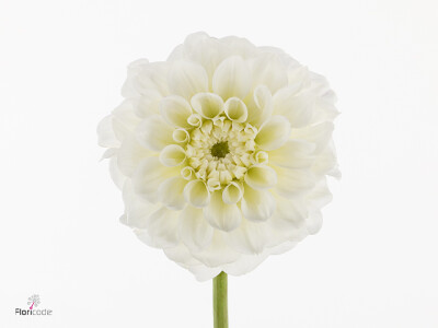 Dahlia (Decorative Grp) 'White Love'