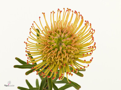 Leucospermum overig Ayoba Orange Sunset