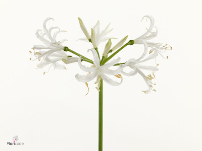 Nerine (Bowdenii Grp) 'White Lady'