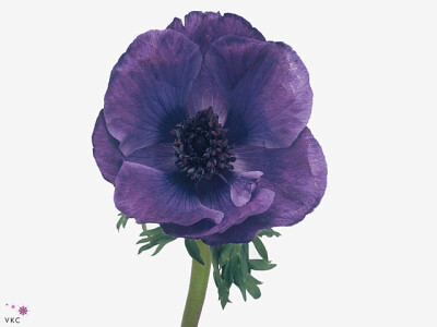 Anemone coronaria 'Meron Blue'