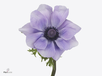 Anemone coronaria 'Mistral Plus Azzurro'
